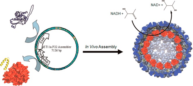 Figure 24