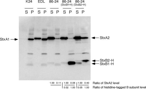 FIG. 1.