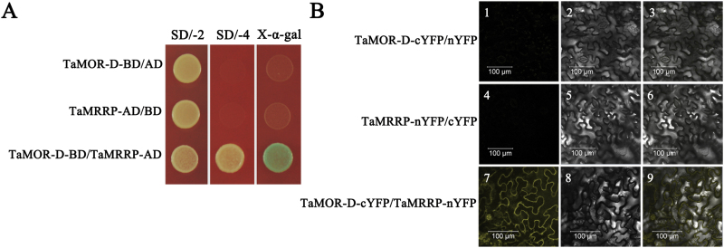 Fig. 10.