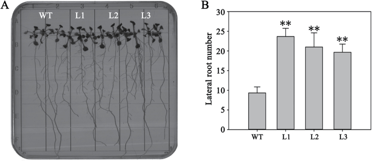 Fig. 11.