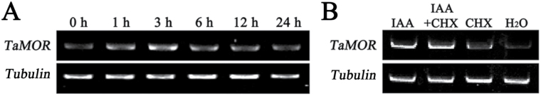 Fig. 8.