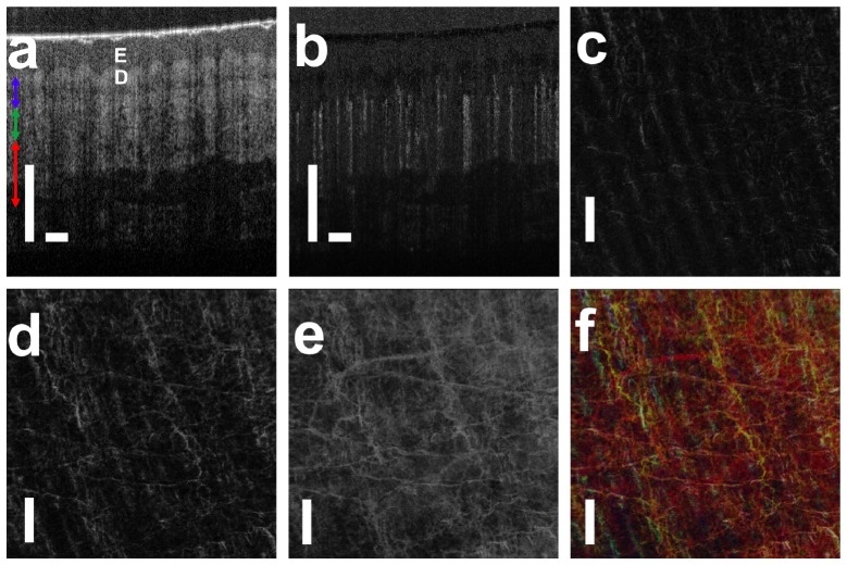 Fig. 8