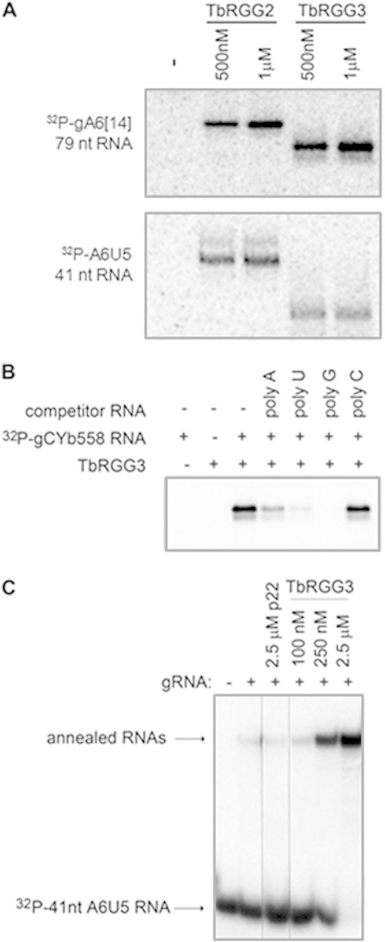 FIG 3