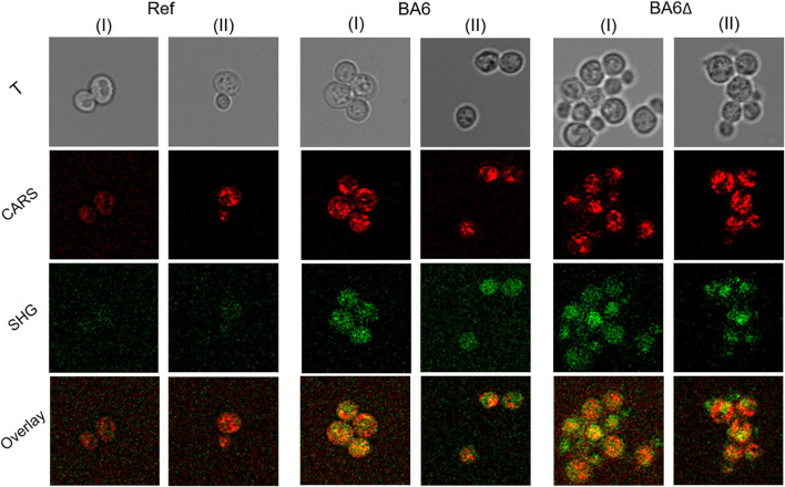 FIGURE 6