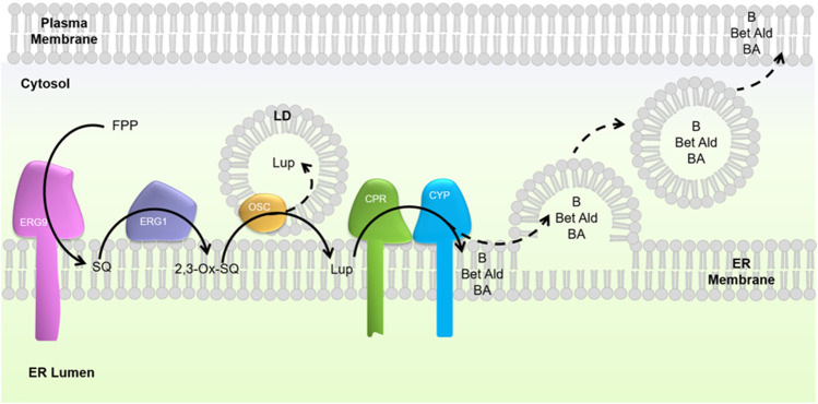 FIGURE 1