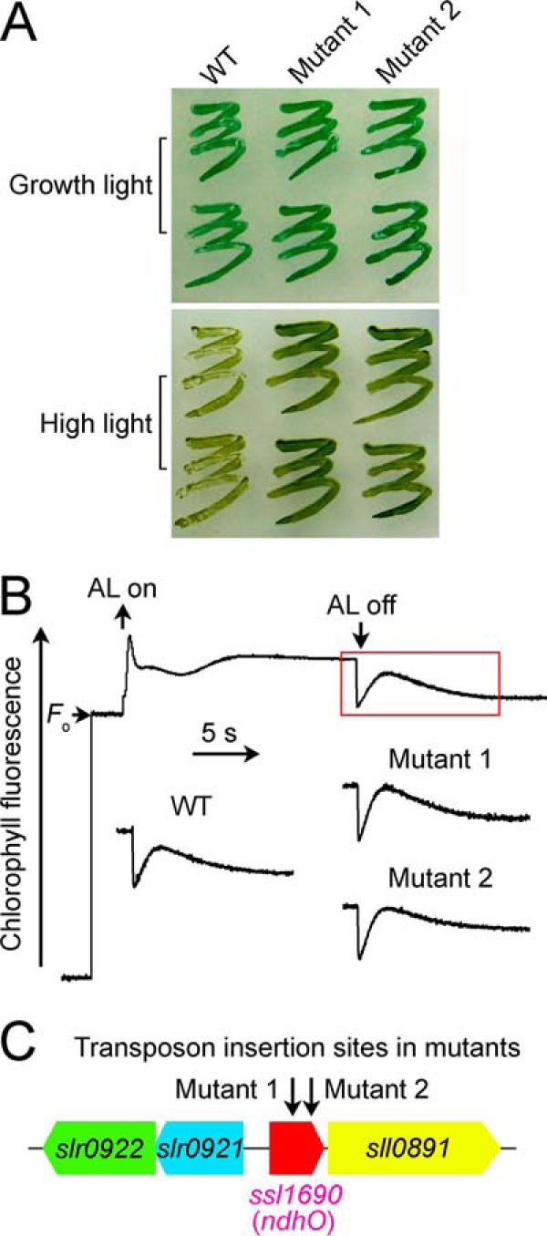 FIGURE 1.