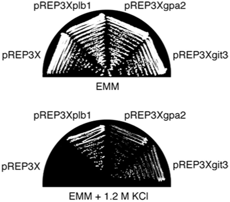 Fig. 8