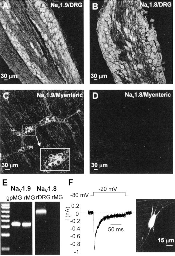 Fig. 11.