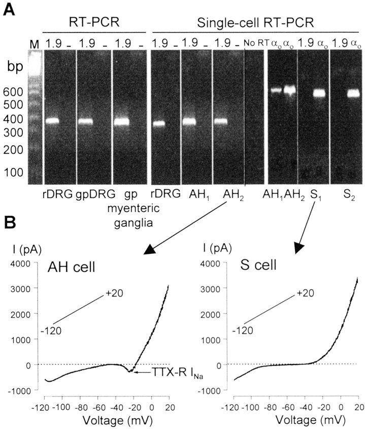 Fig. 10.