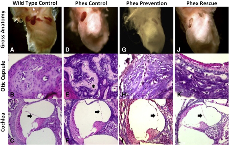 Fig. 2 –