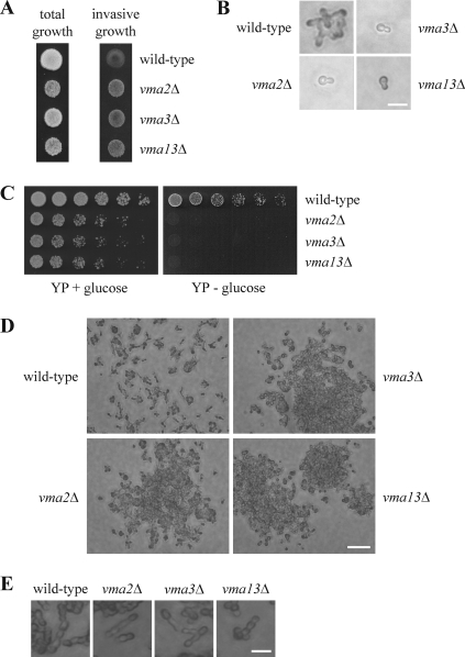 Fig 5