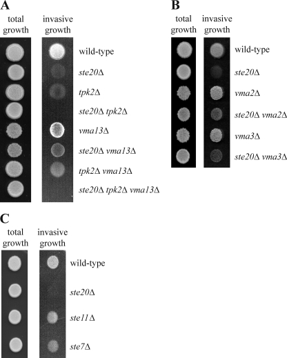 Fig 6