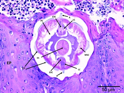 Figure 5.