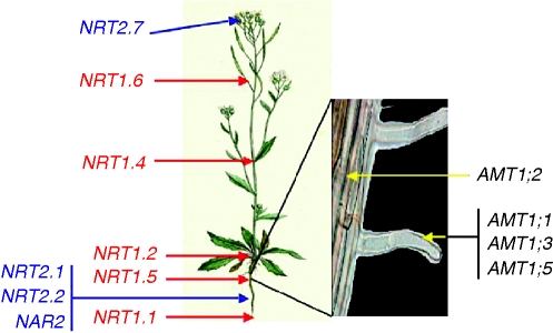 Fig. 1.