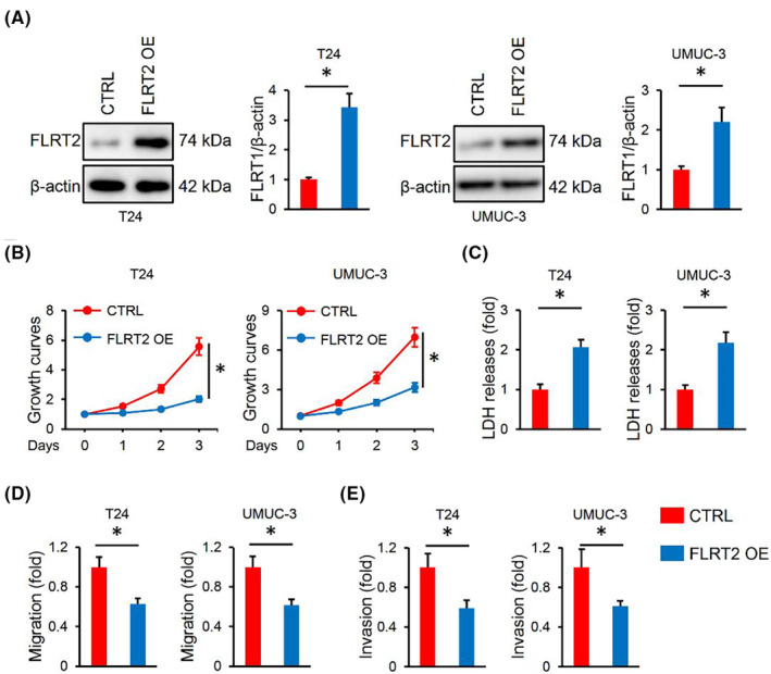 FIGURE 2