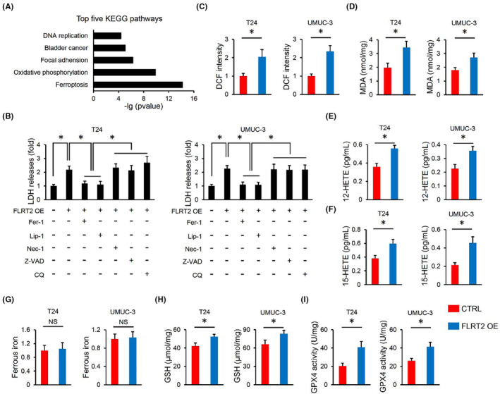 FIGURE 4