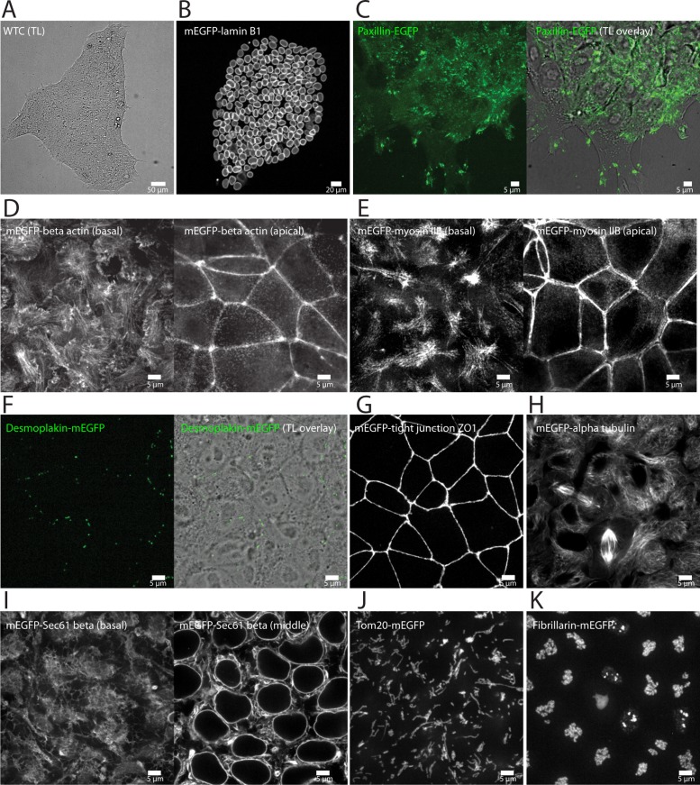 FIGURE 3: