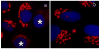 Fig. 13