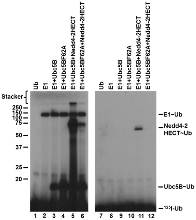 Figure 7.