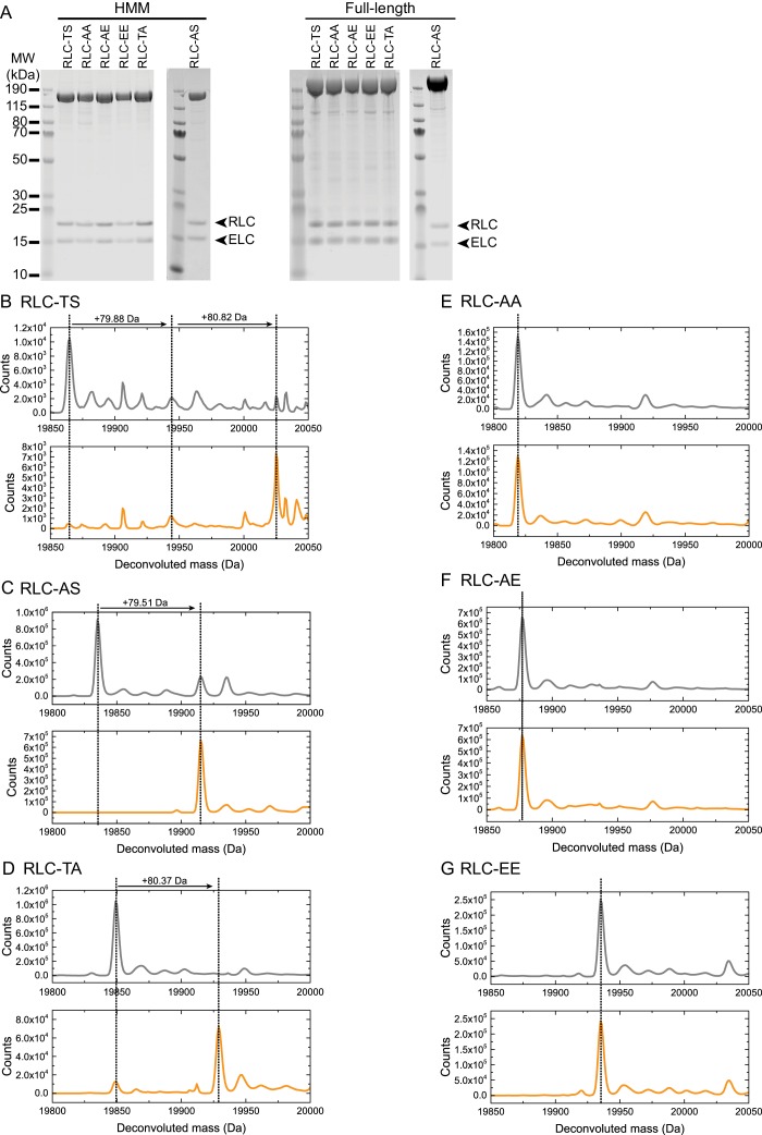 Figure 1—figure supplement 1.