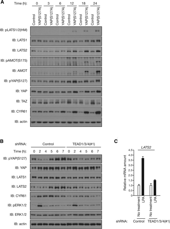 Figure 6.