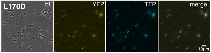 Figure 3—figure supplement 1.