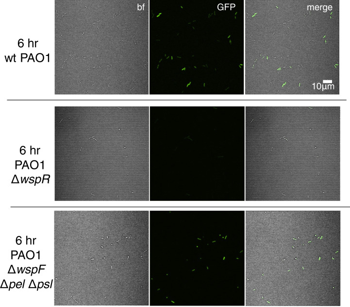 Figure 2—figure supplement 2.