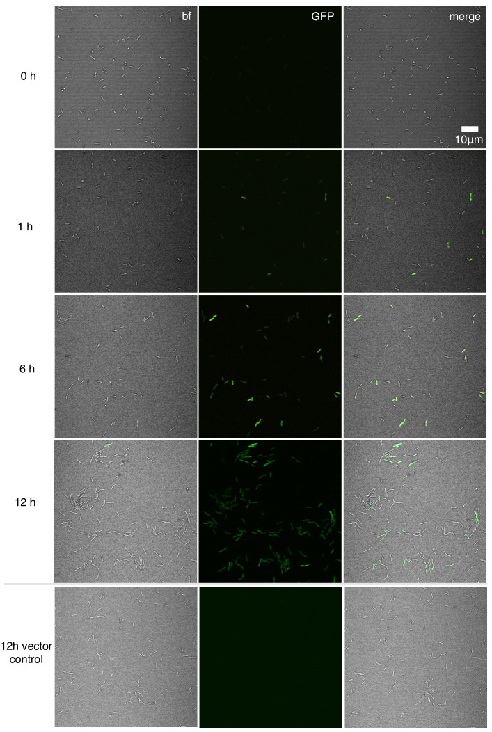 Figure 1—figure supplement 2.