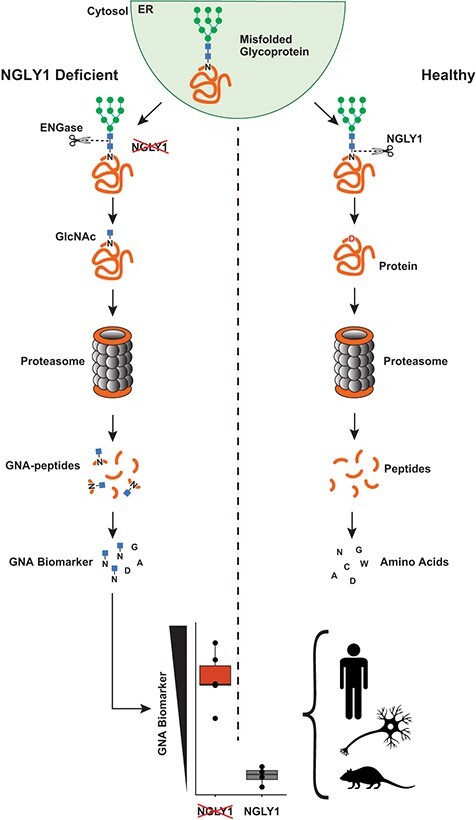 Graphical Abstract