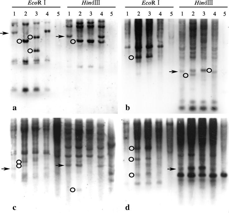 Figure 2.—