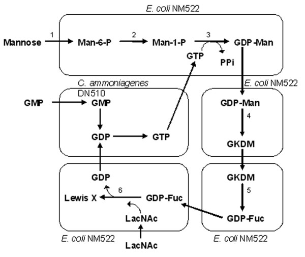 Figure 7