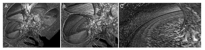 Fig. 7