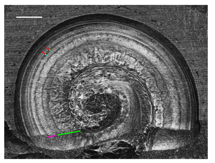 Fig. 5