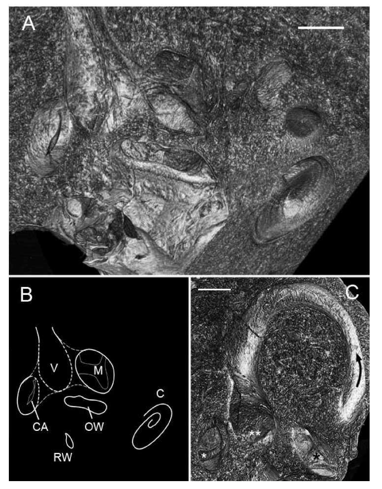 Fig. 8