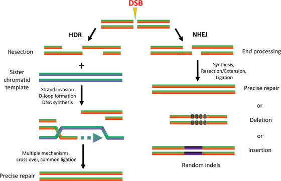 FIGURE 4