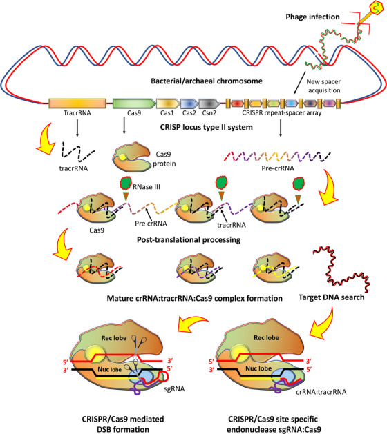 FIGURE 2