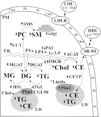 Fig. 8.