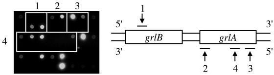 FIG. 3.