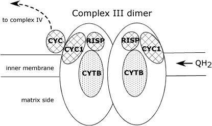 Figure 1.—