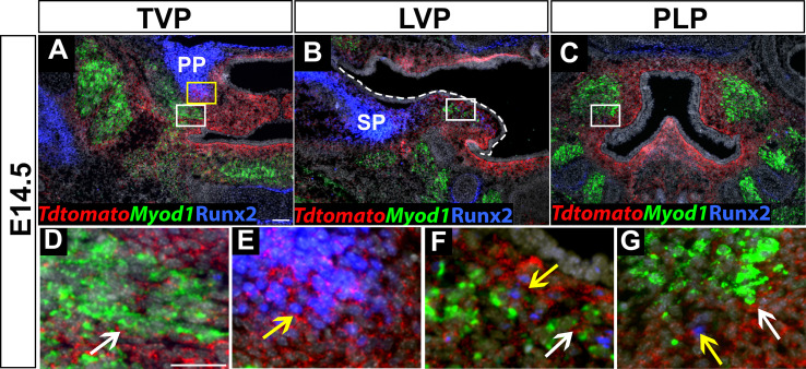 Figure 3—figure supplement 1.