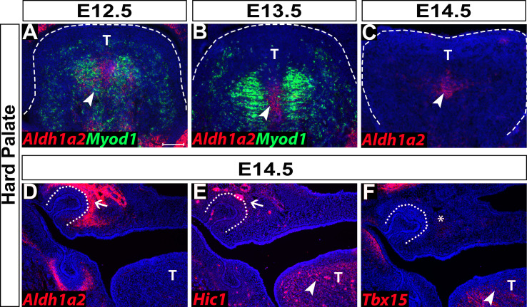 Figure 1—figure supplement 3.