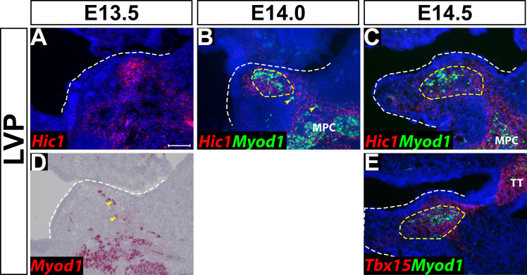 Figure 1—figure supplement 2.