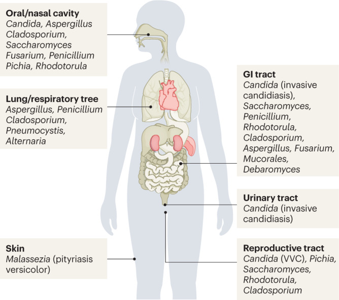 Box 3 The human mycobiota: localization, species and biomass