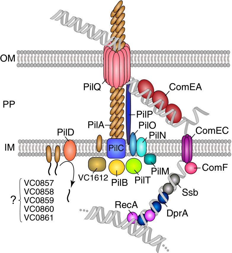 Fig. 4.