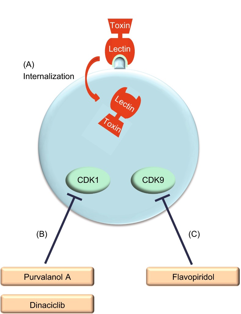 Figure 1