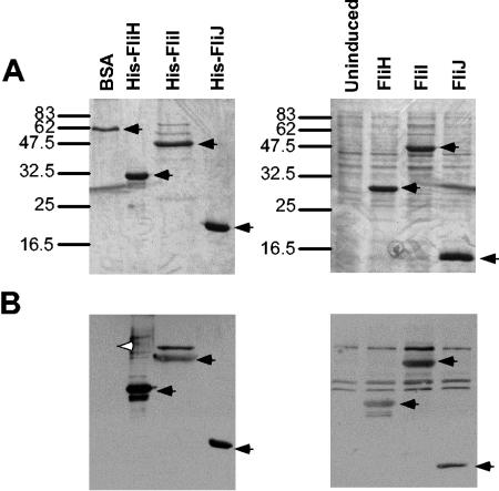 FIG. 4.