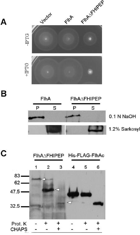 FIG. 2.