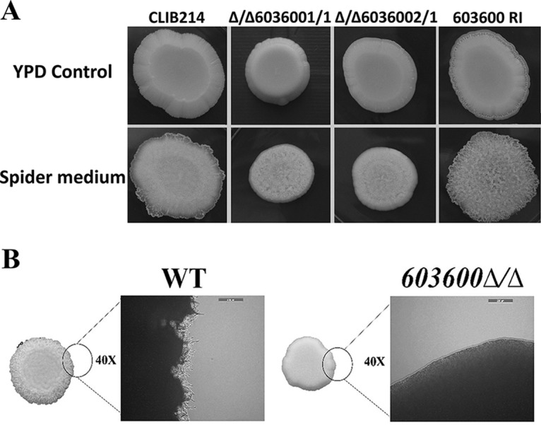 FIG 3