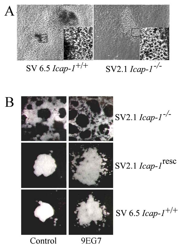 Fig. 9