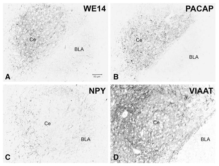 Fig. 11